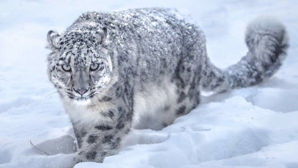 - Снежный Барс (Panthera uncia