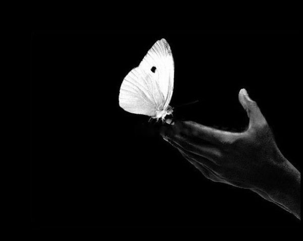 Белая бабочка на черном фоне