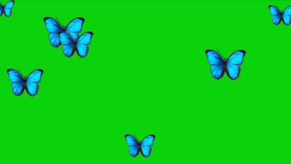 Бабочка на хромакее