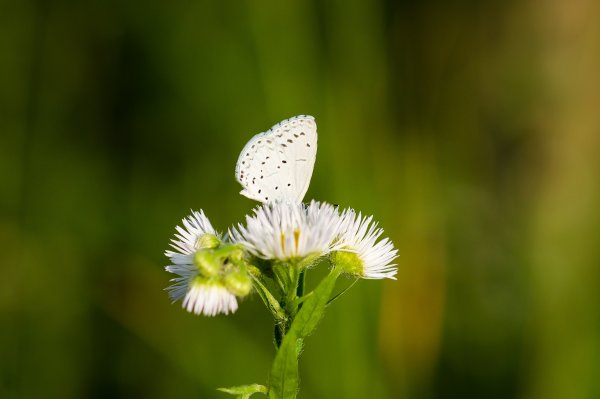Бабочка и белые цветы