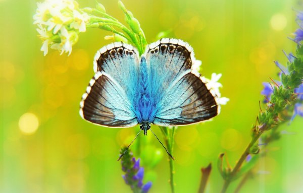 Лето бабочка голубой
