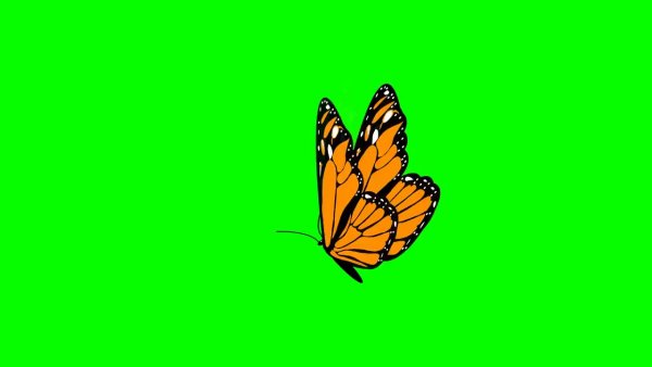 Бабочки Green Screen