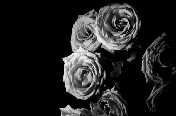 Белая роза на черном фоне вертикально