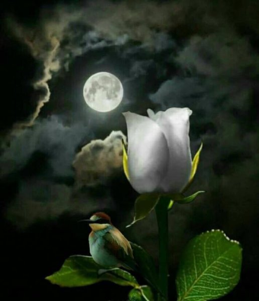 Белая роза на фоне луны