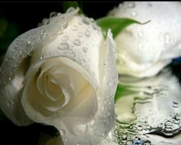 Белая роза на фоне воды