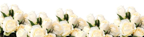 Белые розы на прозрачном фоне