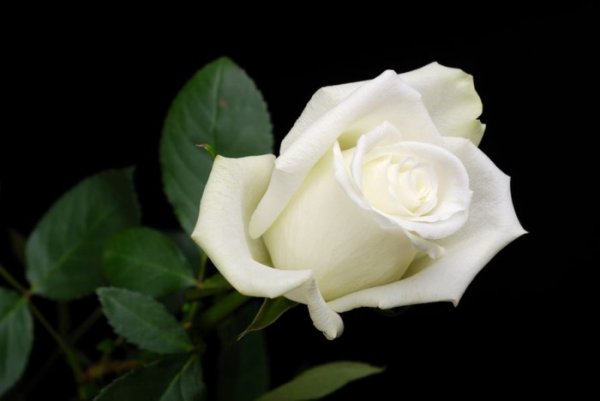 Белые розы на темном фоне