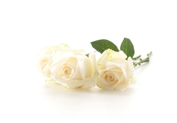 Белая роза на однотонном фоне