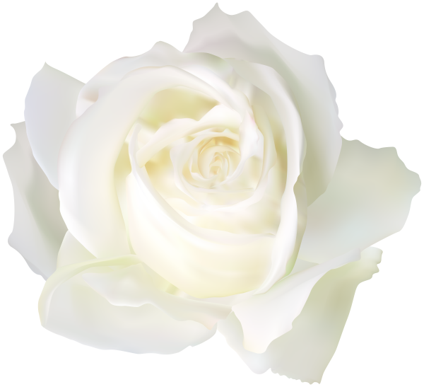 Белая роза на светлом фоне