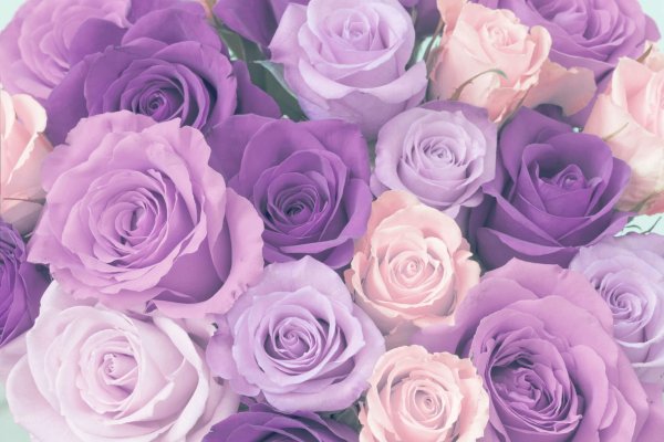 Нежно фиолетовые розы