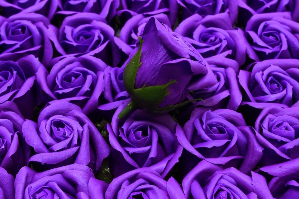Белые розы на фиолетовом фоне