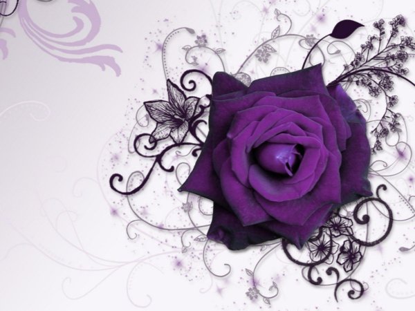 Розы фиолетовые и сиреневые