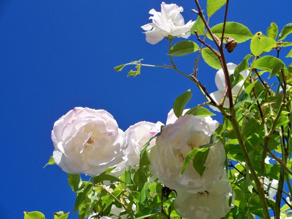 Куст белой розы Айсберг