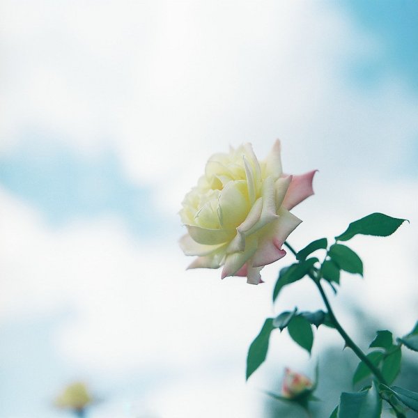 Белые розы на фоне голубого неба