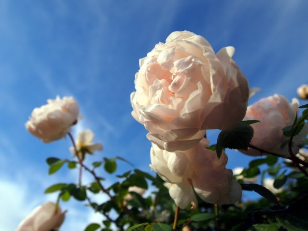 Небесные розы