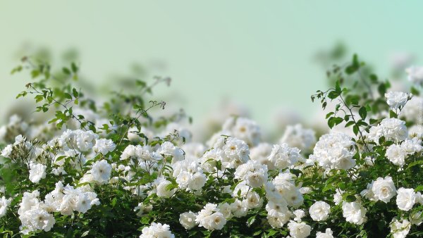 Кустовая роза белая кустарник