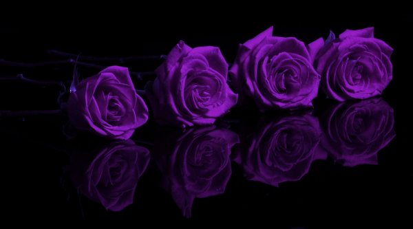 Роза фиолет вельвет