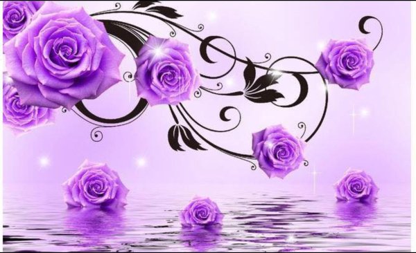 Фиолетовые розы на белом фоне