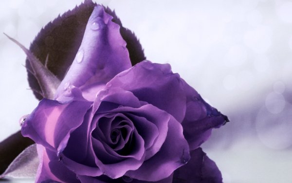 Роза Пурпл фиолет