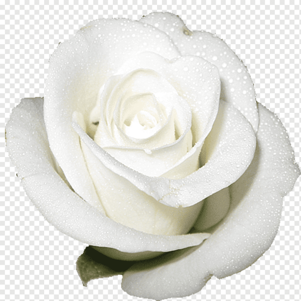 White Licorice роза