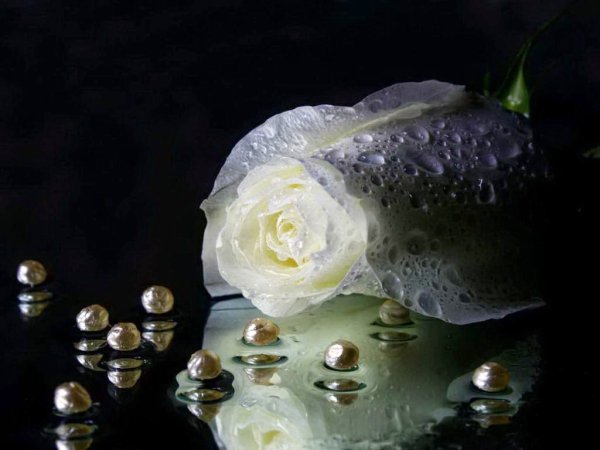 Белые розы в воде