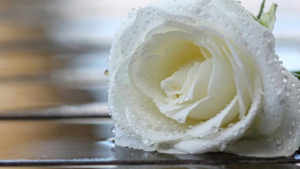 Белые розы в росе