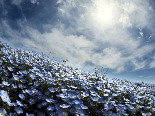 Белые цветы на фоне неба
