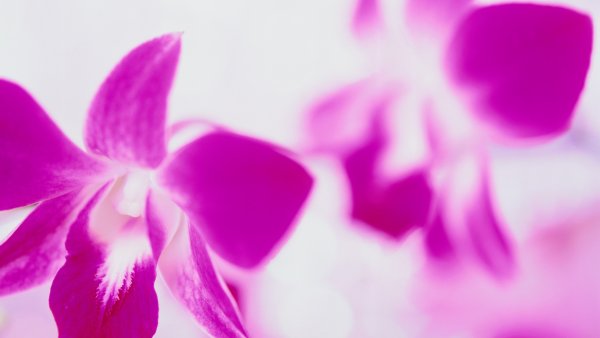 Орхидея Дендробиум розово-сиреневая