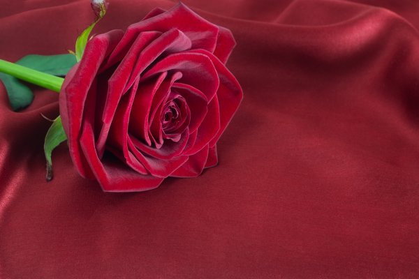 Розы бордовые бархатные
