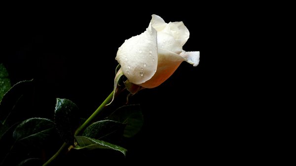 Белый бутон розы на черном фоне