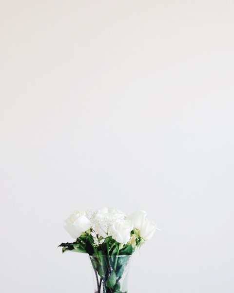 Белый фон минимализм цветок
