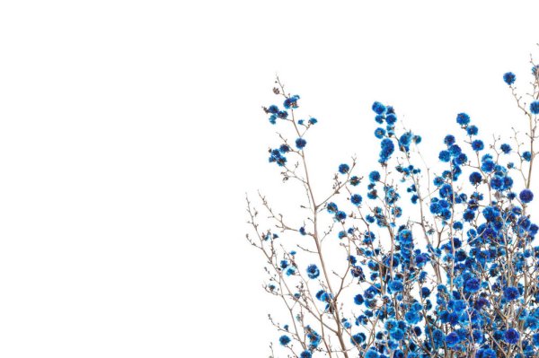 Ветка голубых цветов