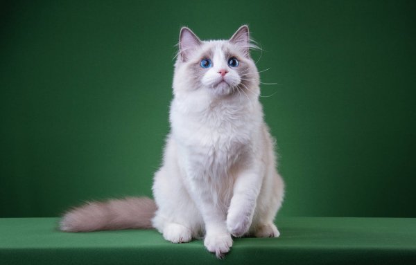 Белый кот на голубом фоне