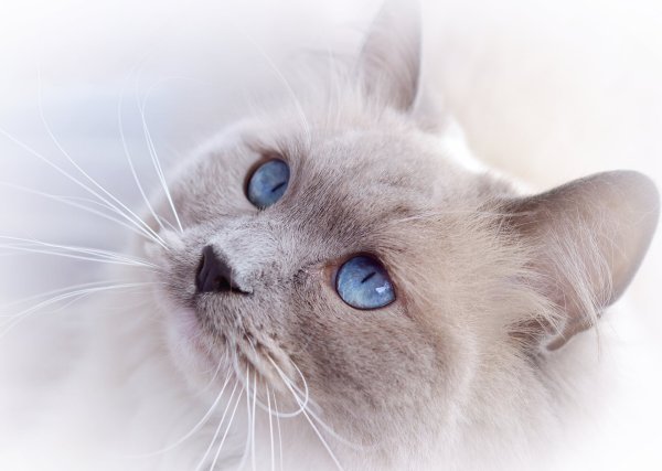 Серая кошка с синими глазами
