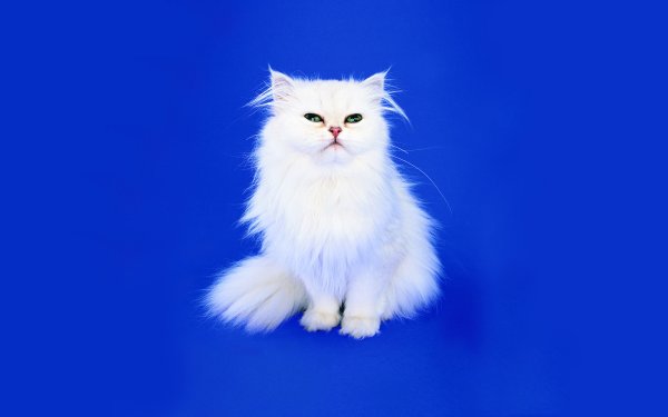 Кошка на синем фоне
