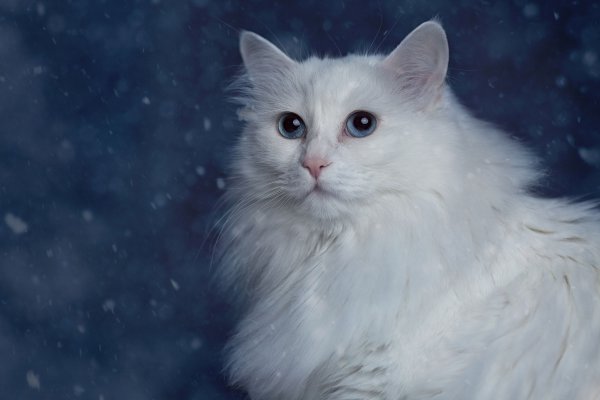 Сибирская ангорская кошка