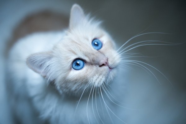 Бирманская голубая кошка