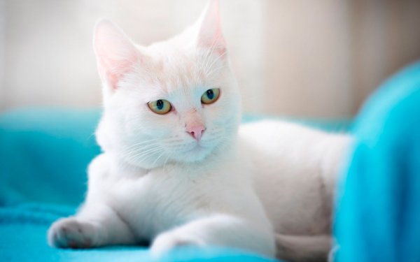 Красивый белый кот
