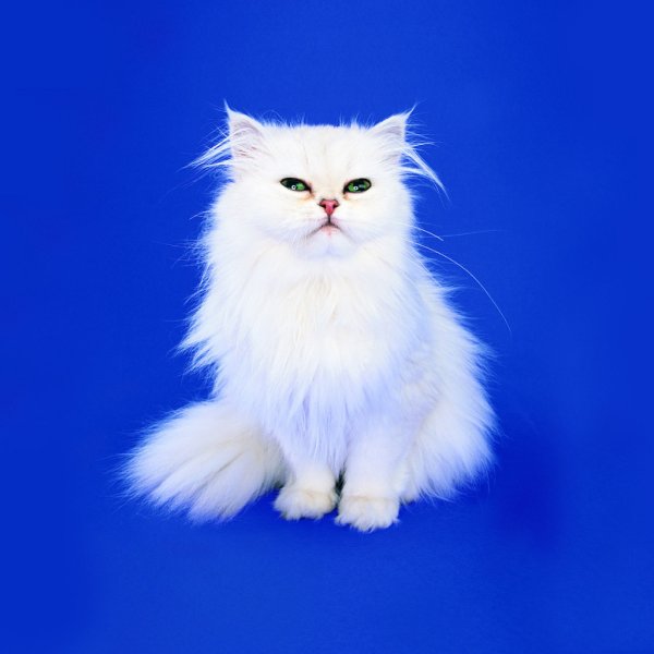 Белый пушистый котик