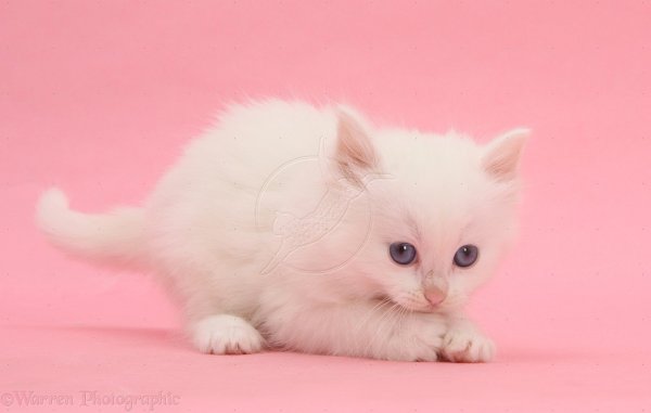 Белый кот на розовом фоне