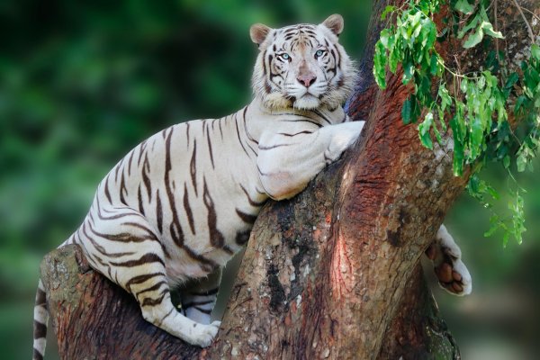 Бенгальский тигр фото