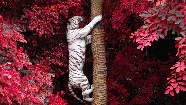 Тигр на ветке дерева