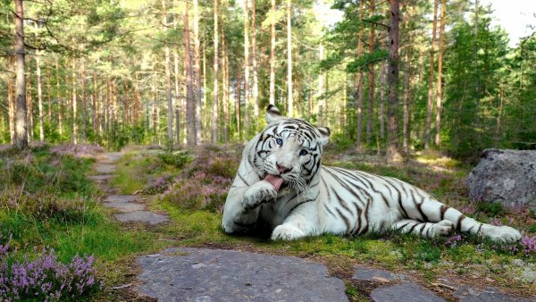 Белый тигр лежит