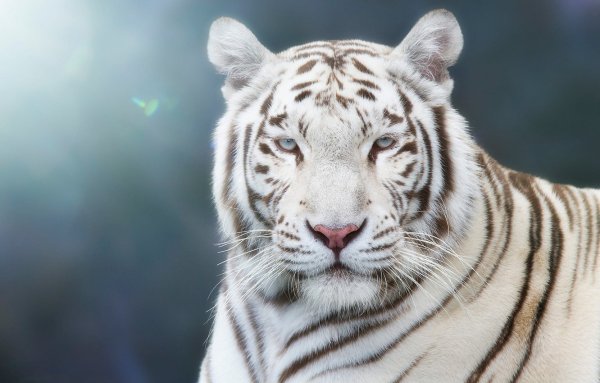 Голубоглазый белый тигр