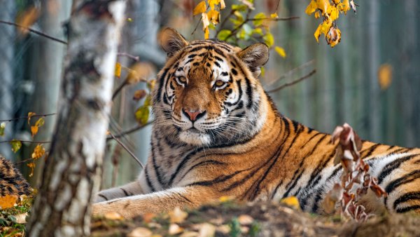 Уссурийский тигр тигр
