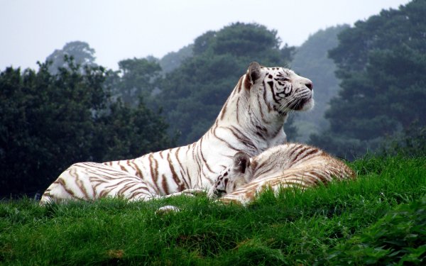 Бенгальский тигр альбинос