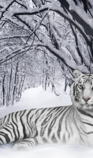 Белый тигр на фоне деревьев