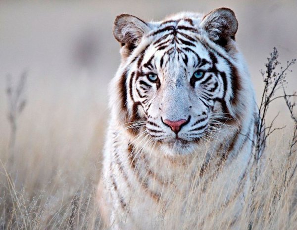 Белый тигр фото