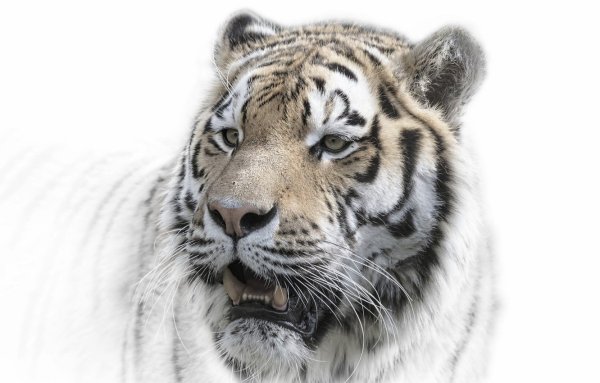 Тигр на белом фоне
