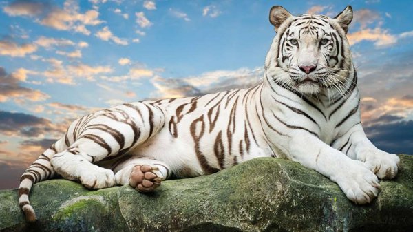 Белый тигр на горе